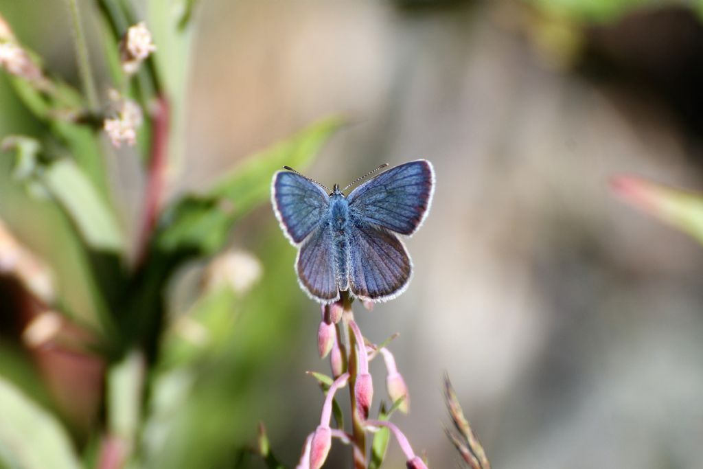 Lycaenidae, Cyaniris semiargus